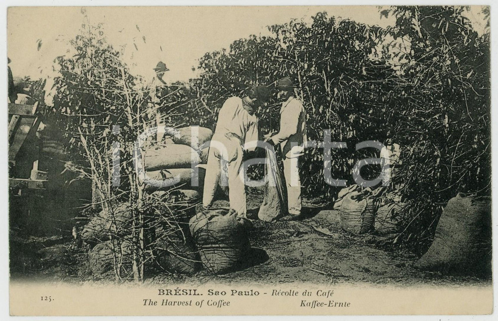 1910 ca SAO PAULO (BRAZIL) Récolte du café - Vintage rpostcard Cartolina postale d'epoca, non viaggiata.CONDIZIONI: GFORMATO: FP    originale e autentica 1