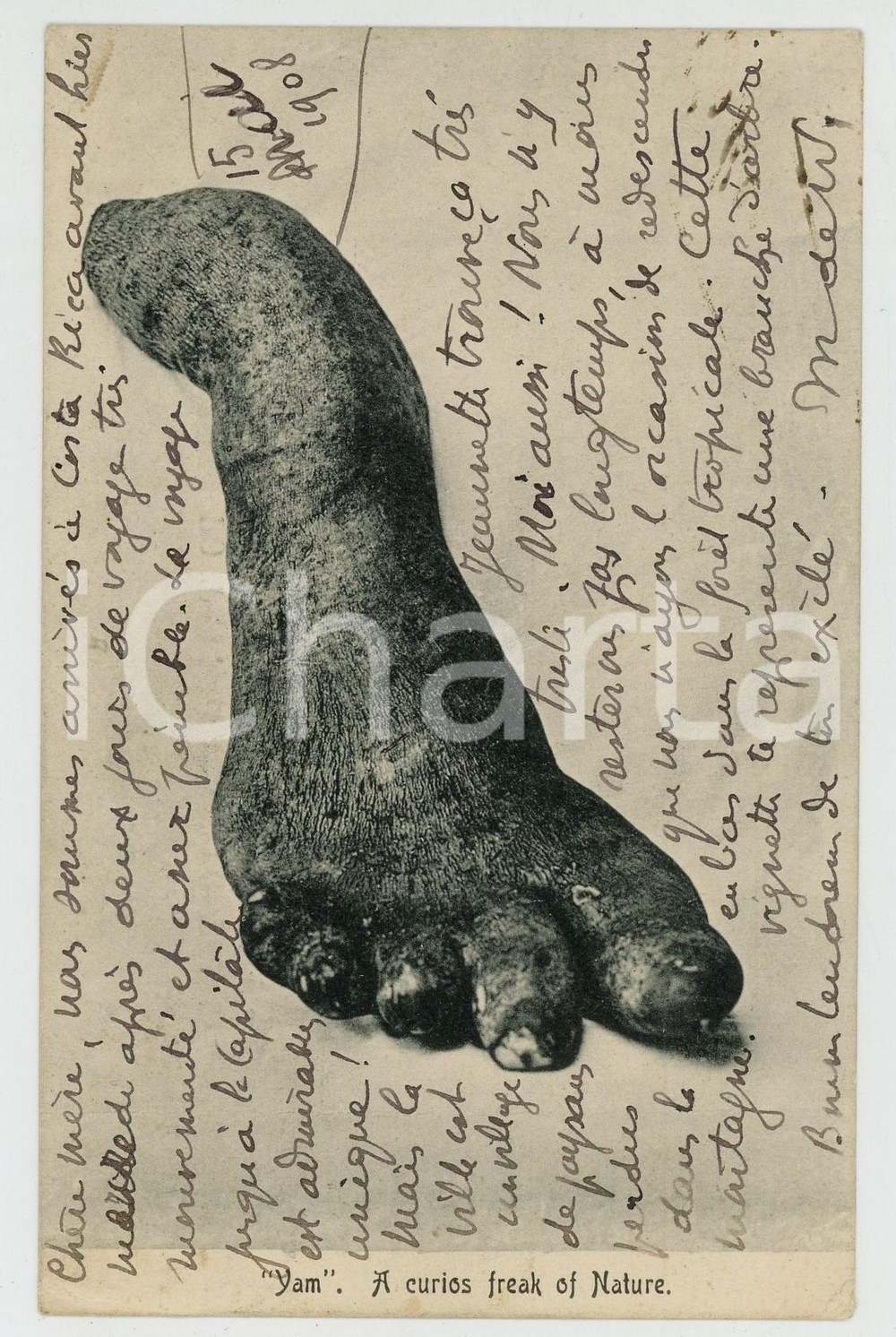 1908 FREAKS "Yam" A curious freak of nature - Vintage postcard  Cartolina postale d'epoca, viaggiata.CONDIZIONI: G (minime piegature angolari)FORMATO: FP    originale e autentica 1
