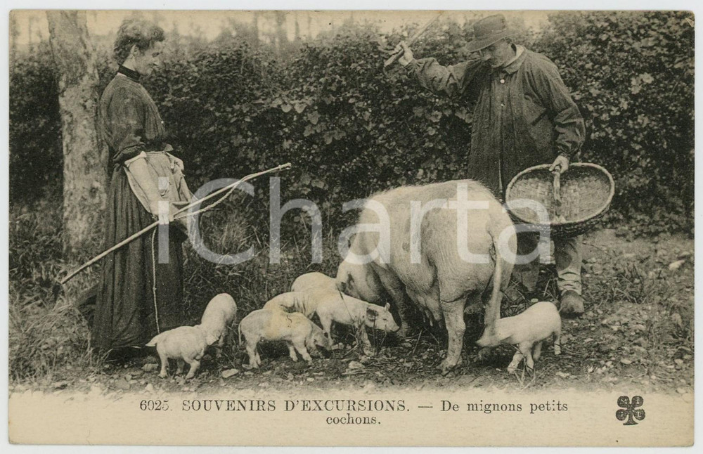 1936 FRANCE Souvenirs d'excursions - De mignong petits cochons - Carte postale  Cartolina postale d'epoca, viaggiata. FAIR/discreto Lievi smussature agli angoli Formato: FP originale e autentica 1