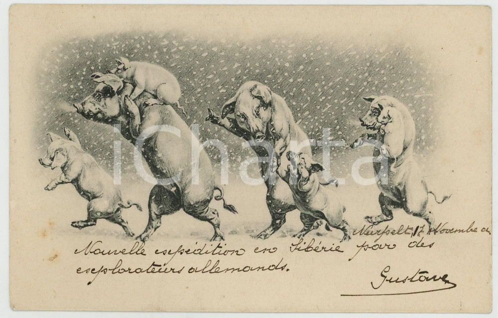 1902 ANIMALS Pig family in the snow ILLUSTRATED Postcard FP VG  Cartolina postale d'epoca, viaggiata. FAIR/discreto Lievi smussature agli angoli Formato: FP originale e autentica 1