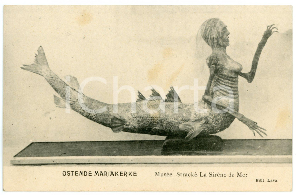 1910 ca OSTENDE MARIAKERKE Musée Stracke - La Sirène de la Mer *Rare postcard  Rara cartolina postale d'epoca, non viaggiata.CONDIZIONI: G (lievi ingiallimenti)FORMATO: FP    originale e autentica 1