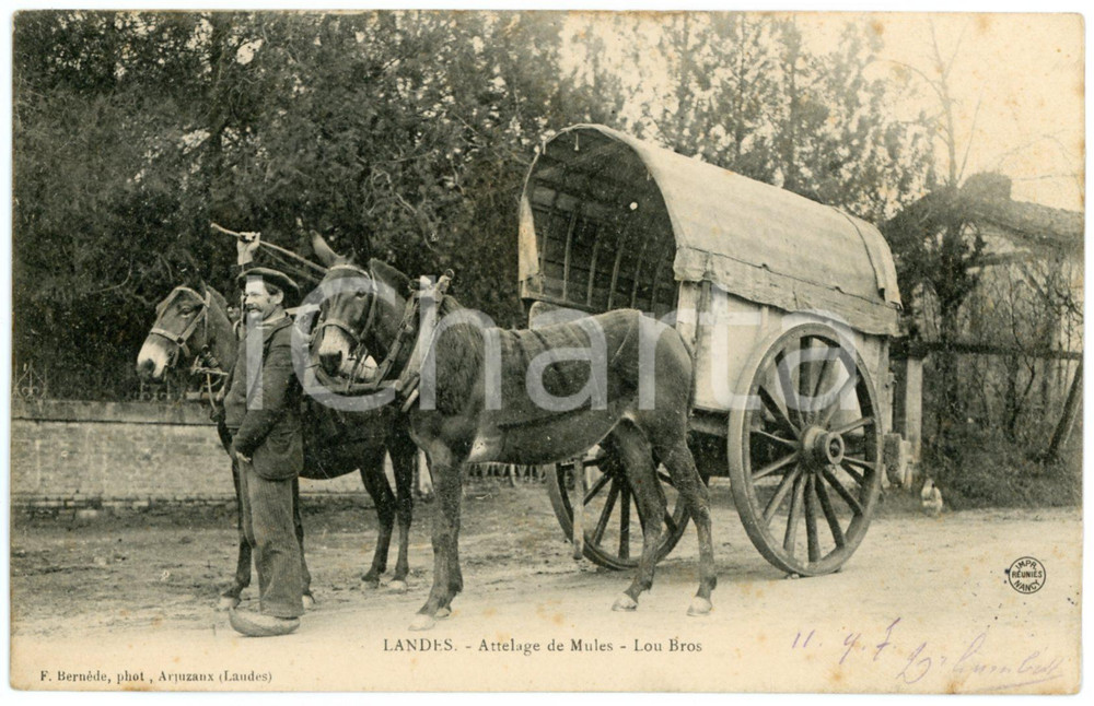 1907 LANDES - FRANCE Attelage de mules - Lou bros - Carte postale FP VG  Cartolina d'epoca,  viaggiata. FAIR/discreto Lievi smussature agli angoli Formato: FP originale e autentica 1