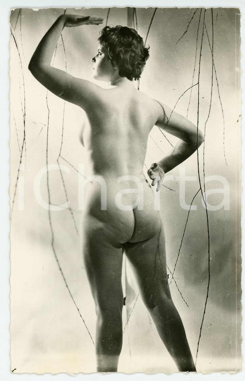 1950 ca VINTAGE EROTIC Nude woman in the branches - Postcard risque RPPC  Fotografia seriale d'epoca, in formato cartolina postale (priva di stampa al verso).CONDIZIONI: GFORMATO: 9x14 cm    originale e autentica 1