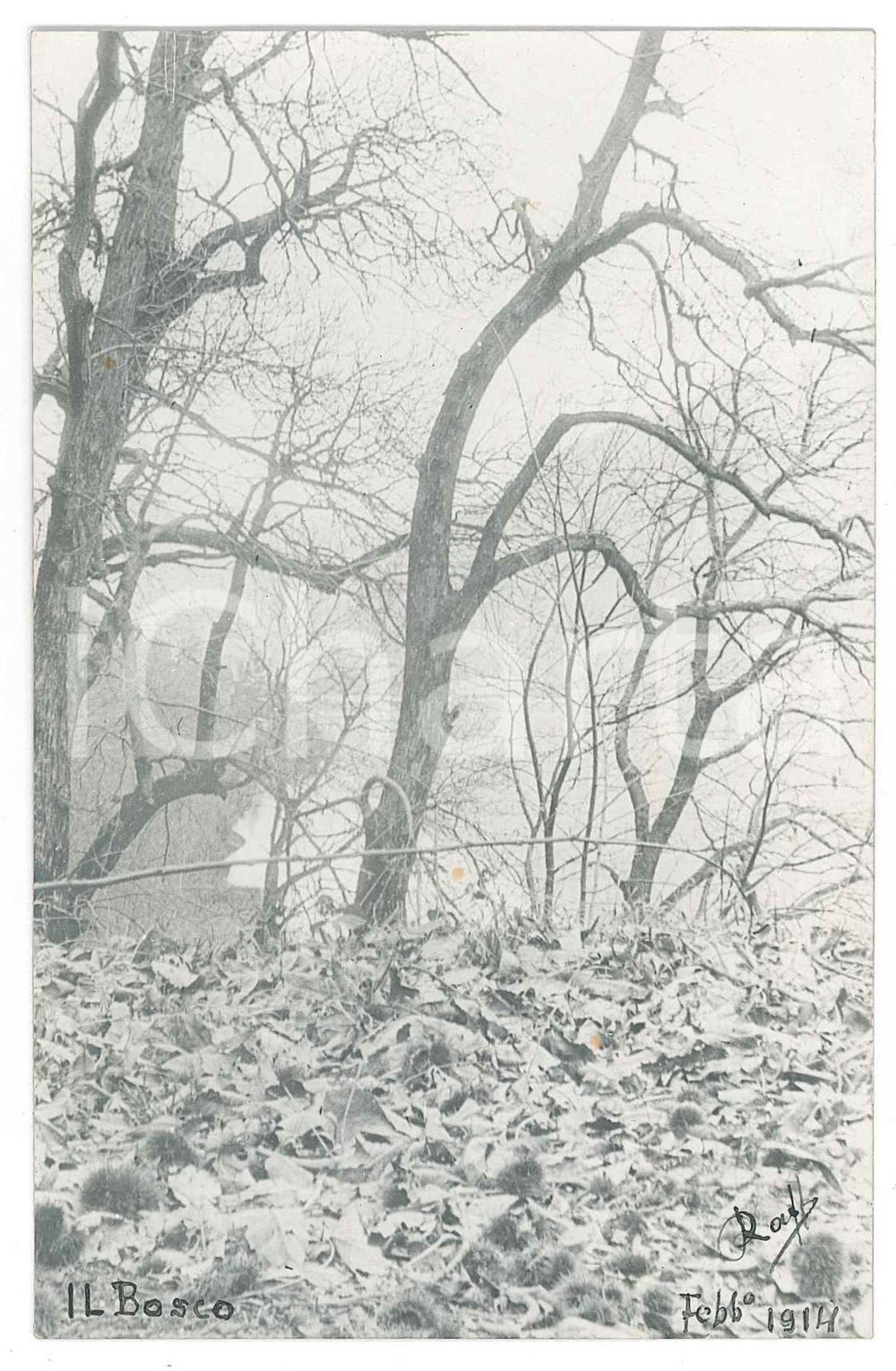Fotografia d epoca originale 1914 GHIFFA ? Il bosco  Scorcio  Foto Raffaele PEDRETTI 1
