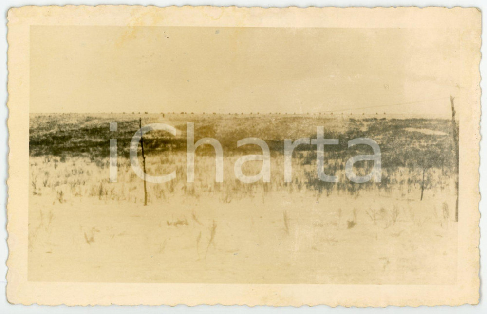 1943 WW2 ARMIR Campagna di RUSSIA - Colonna in marcia - Foto 14x9 cm Fotografia d'epoca, in formato cartolina postale, scattata durante le operazioni dell'ARMIR (Armata italiana in Russia o 8&ordf; Armata) nella campagna di Russia. CONDIZIONI: F (difetti di stampa e lievi ingiallimenti)FORMATO: 14x9 cm    originale e autentica 1