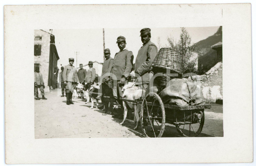 1915 ca WW1 - ITALIA Soldati con cani da trasporto CANI DA GUERRA Foto Fotografia d'epoca in formato cartolina postale. Non viaggiata. FAIR/discreto Lievi smussature agli angoli Formato: FP originale e autentica 1
