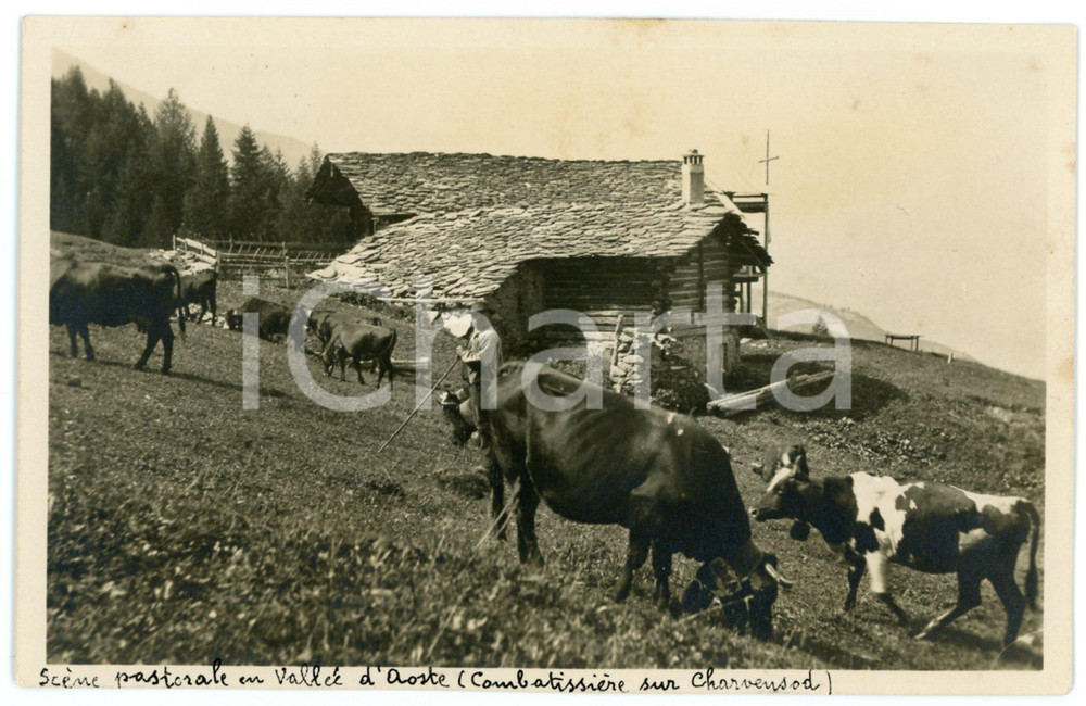 1925 ca COMBATISSIERE / CHARVENSOD (VALLE D'AOSTA) Scena pastorale - Foto 14x9 Fotografia originale d'epoca, in formato cartolina postale.CONDIZIONI: G (ma estesi residui cartacei al verso)FORMATO: 14x9 cm    originale e autentica 1