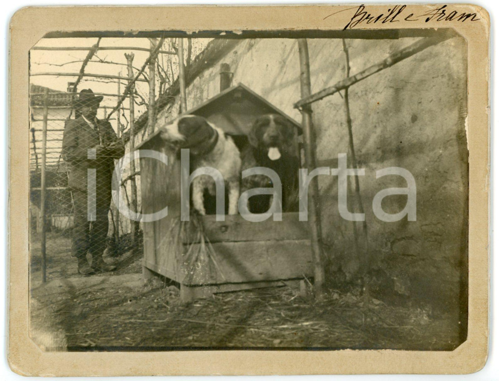 1900 ca LOMBARDIA - CANI - Ritratto segugi Brill e Fram nella cuccia - Foto Fotografia d'epoca, montata su cartoncino rigido.FORMATO: 13x10 cmCONDIZIONI: G (ma smussature al cartoncino)    originale e autentica 1