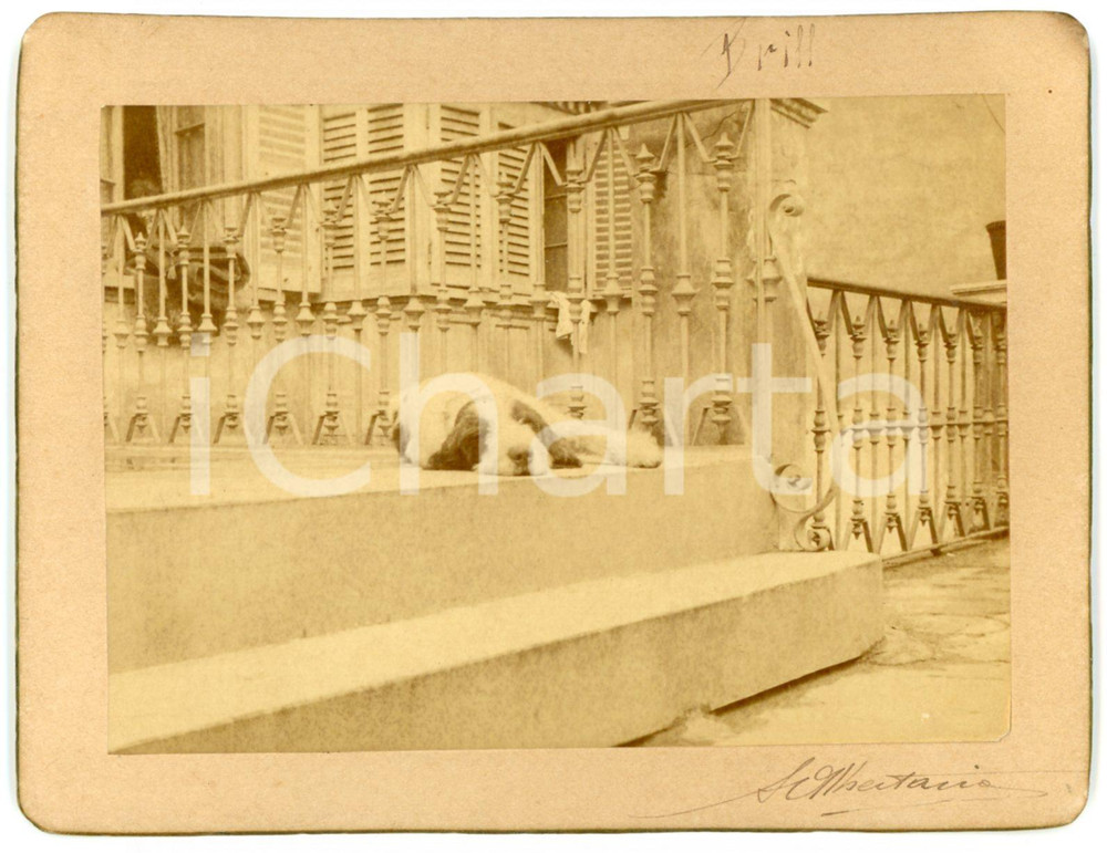 1900 ca LOMBARDIA Ritratto del cane segugio Brill in villa  *Foto A. ALBERTARIO Fotografia d'epoca, montata su cartoncino rigido.Didascalia "A. Albertario" al lato inferiore.FORMATO: 13x10 cmCONDIZIONI: G    originale e autentica 1