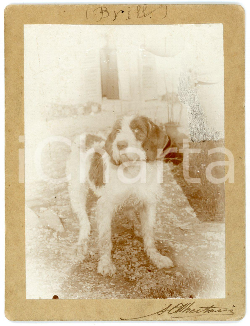 1900 ca LOMBARDIA Ritratto del cane segugio Brill - Foto A. ALBERTARIO 10x13 Fotografia d'epoca, montata su cartoncino rigido.Didascalia "A. Albertario" al lato inferiore.FORMATO: 10x13 cmCONDIZIONI: G (lieve smussatura angolare al cartoncino)    originale e autentica 1