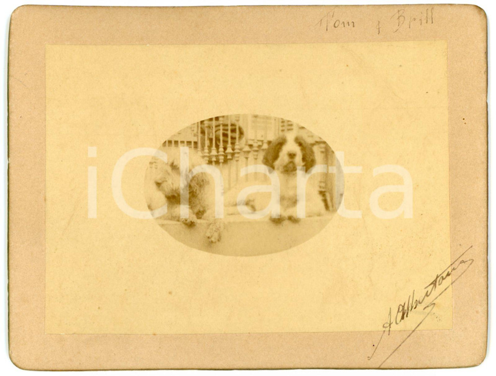 1900 ca LOMBARDIA Ritratto di due cani in villa *Foto A. ALBERTARIO 13x10 Fotografia d'epoca, montata su cartoncino rigido.Didascalia "A. Albertario" al lato inferiore.FORMATO: 13x10 cmCONDIZIONI: G    originale e autentica 1