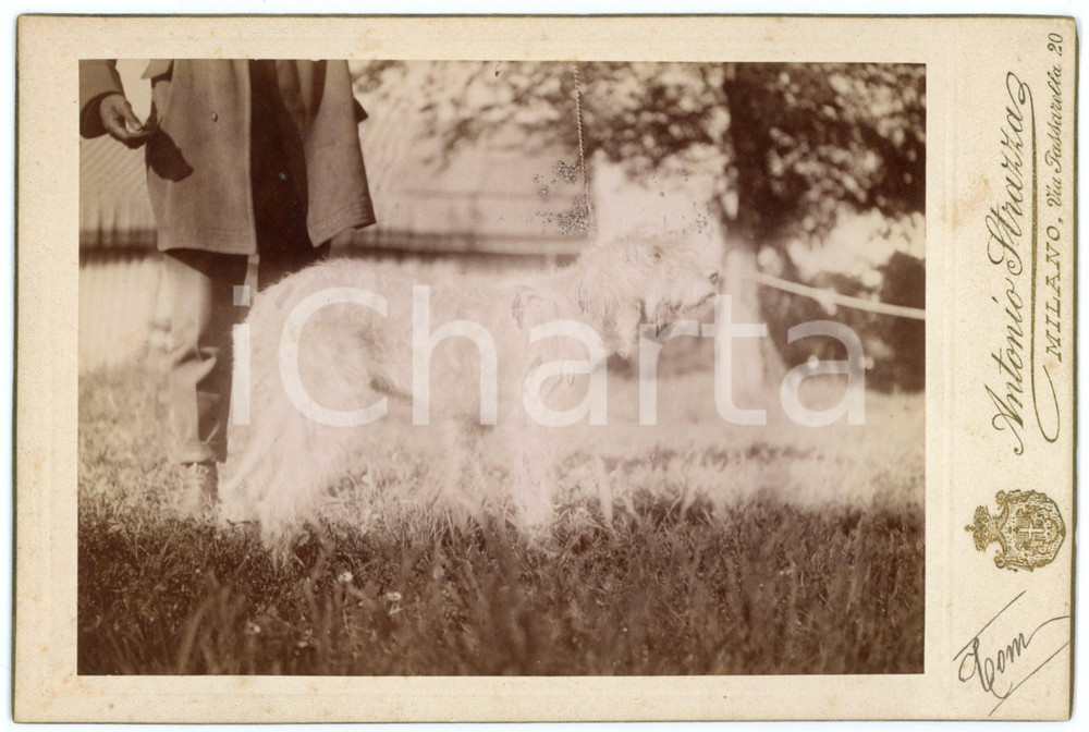 1900 ca MILANO Ritratto di cane spinone in un prato *Foto Antonio STRAZZA Fotografia d'epoca, montata su cartoncino rigido.FORMATO: 16x11 cmFOTOGRAFO: Antonio Strazza - Milano, via Passarella 20CONDIZIONI: G (ma qualche difetto di stampa)    originale e autentica 1