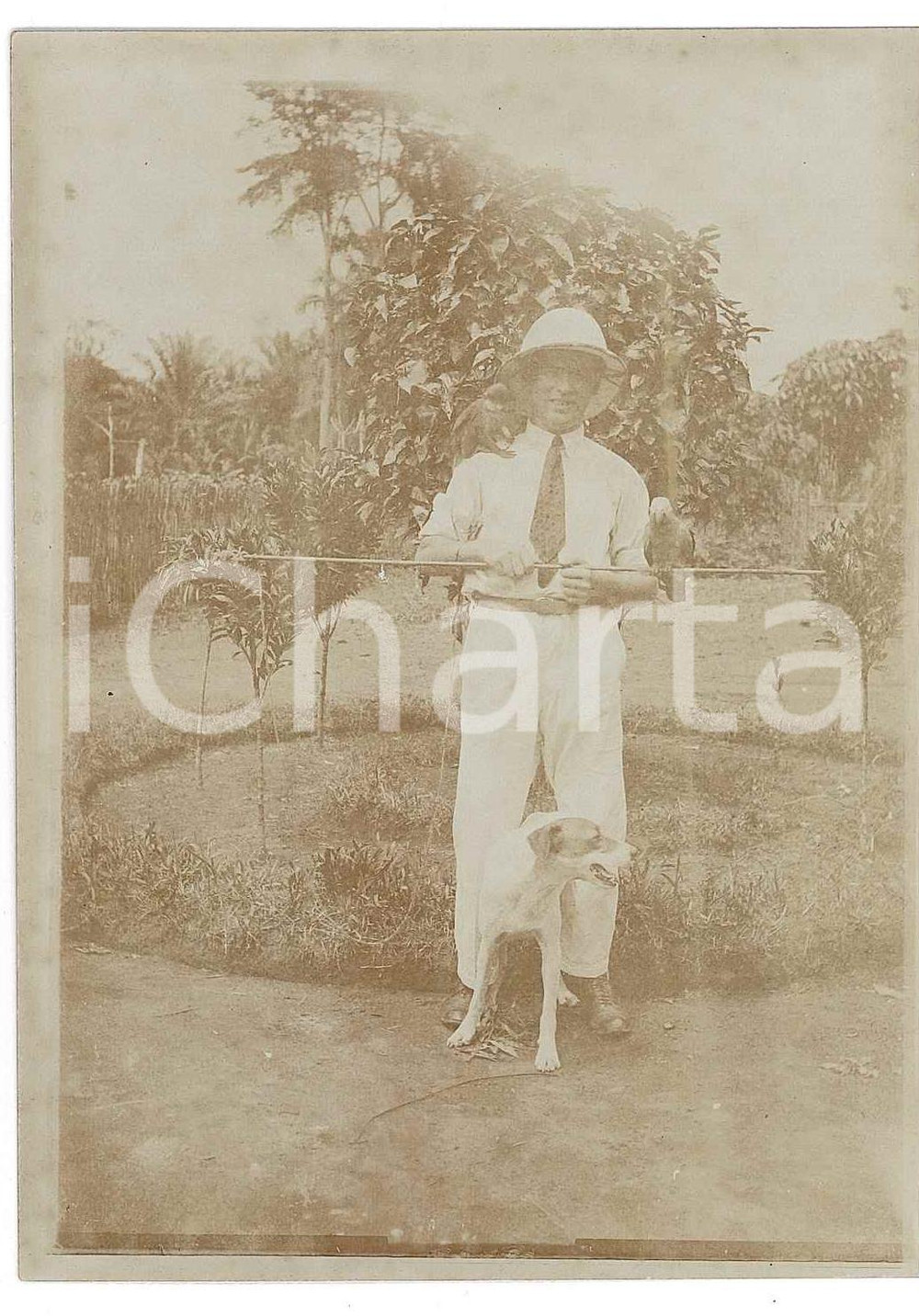 1930 ca AFRIQUE - CONGO BELGE Homme avec singe, perroquet et chien - Photo 9x12  Fotografia d'epoca, su carta sottile.CONDIZIONI: FAIR (lievi aloni)FORMATO: 9x12 cm    originale e autentica 1