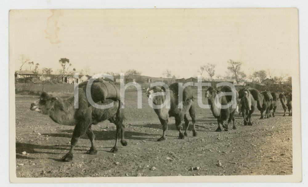 1935 ca CINA - Paesaggio con cammelli - Foto VINTAGE 11x6 cm Fotografia d'epoca.CONDIZIONI: F (lievi smussature angolari, macchia al lato superiore)FORMATO: 11x6 cm    originale e autentica 1