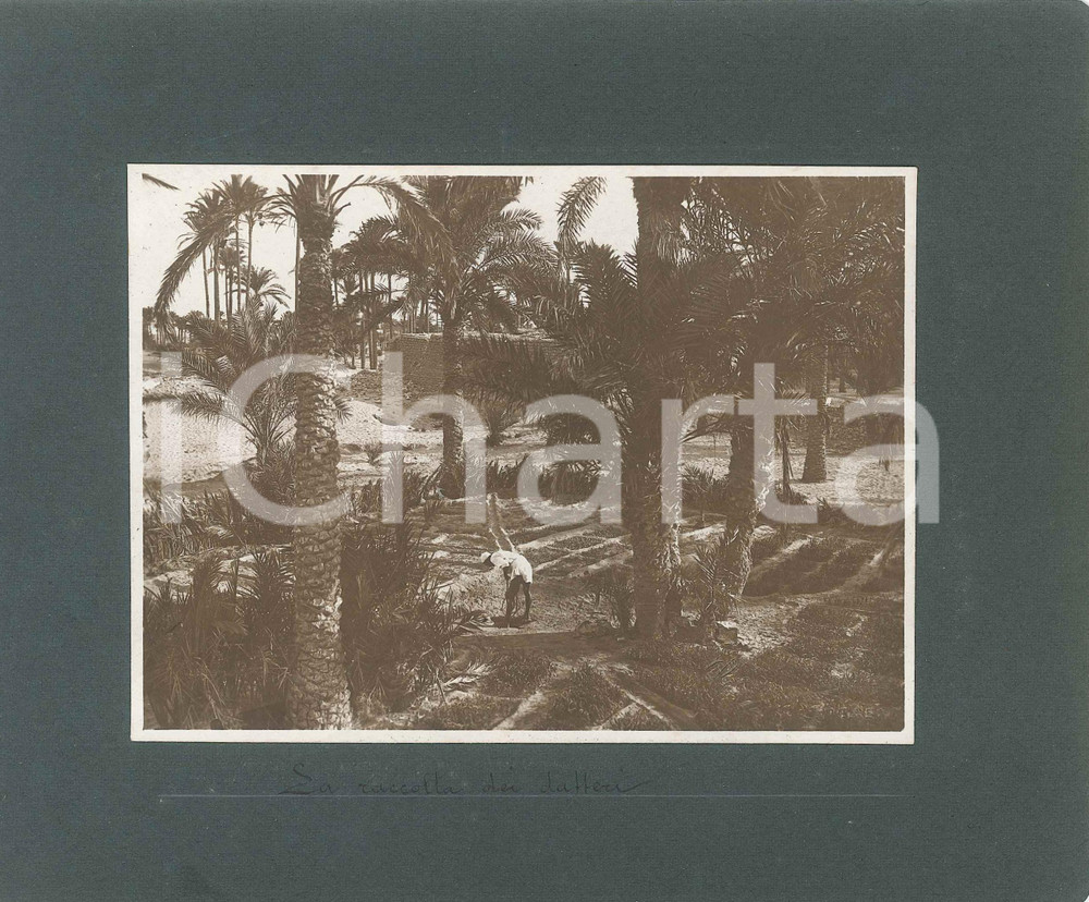 1920 BENGASI (LIBIA ITALIANA) La raccolta dei datteri - Foto C. RIMOLDI 22x18 cm Fotografia originale d'epoca, montata su cartoncino morbido.Al verso &egrave; presente una seconda fotografia, con didascalia "Carovana di cammelli".FOTOGRAFO: C. Rimoldi - BengasiCONDIZIONI: G FORMATO: 22x18 cm    originale e autentica 1