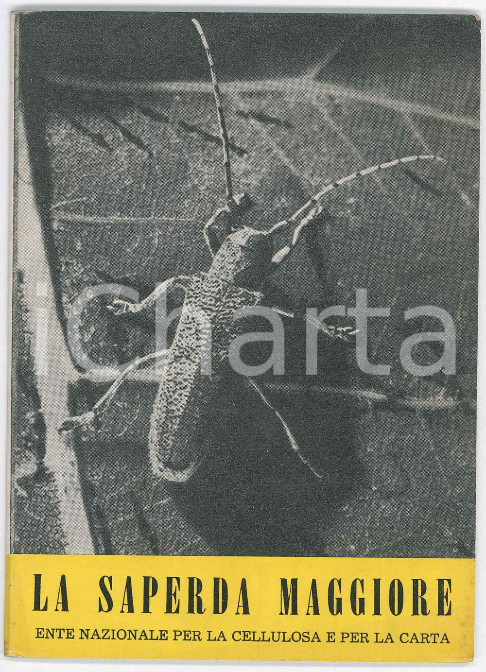 1960 ENTE NAZIONALE CELLULOSA - La Saperda Maggiore *ILLUSTRATO Pubblicazione d'epoca.PAGINE: 34 GOOD/buono  Formato: 12x16 cm originale e autentica 1