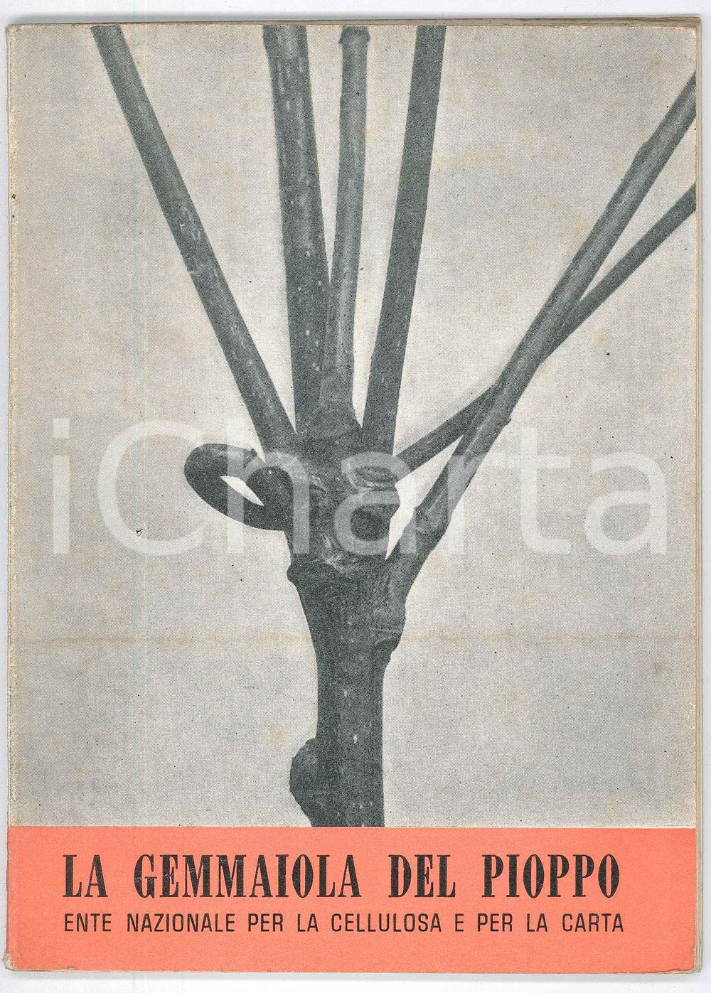 1961 ENTE NAZIONALE CELLULOSA - La gemmaiola del pioppo *ILLUSTRATO Pubblicazione d'epoca.PAGINE: 35 FAIR/discreto buone condizioni interne, ma ingiallimenti in copertina e minima erosione al dorso Formato: 12x17 cm originale e autentica 1