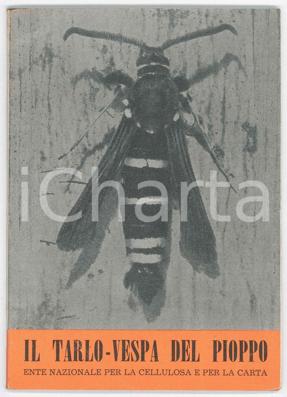 1960 ENTE NAZIONALE CELLULOSA E CARTA - Il tarlo-vespa del pioppo *ILLUSTRATO Pubblicazione d'epoca.PAGINE: 31 FAIR/discreto piccola piegatura in copertina, con traccia interna di ruggine; lievi tracce d'uso Formato: 12x17 cm originale e autentica 1