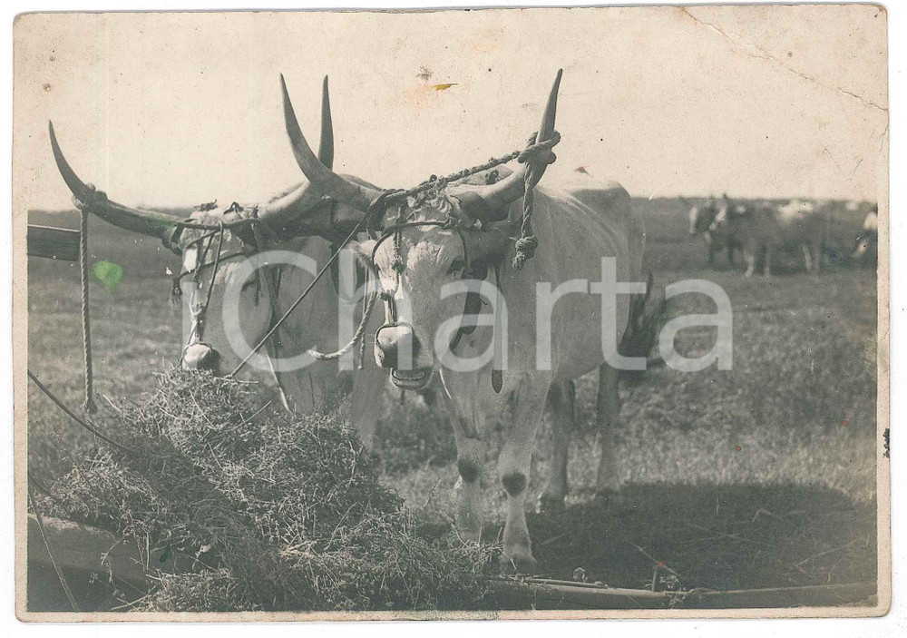1935 ca OSTIA (RM) Coppia di buoi bardati e pronti al lavoro - Foto 16x12 cm Fotografia d'epoca, con didascalia manoscritta al verso e timbro "Cooperativa agricola fra Ravennati residenti a Ostia". POOR/danneggiato piccoli fori di affissione, ampia piegatura angolare e macchia al lato sinistro Formato: 16x12 cm originale e autentica 1