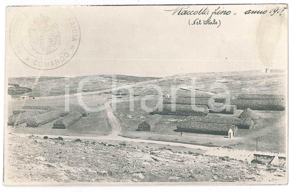 1917 Presidio di FAIDIA (LIBIA ITALIANA) Raccolta del fieno - Foto cartolina  Fotografia d'epoca, in formato cartolina postale, con timbro al recto. FAIR/discreto difetti di stampa Formato: 14x9 cm originale e autentica 1