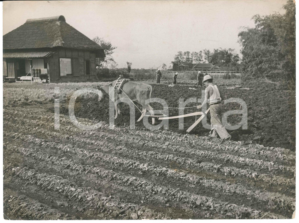 1940 ca JAPAN - AGRICULTURE - Man ploughing a field *Photo 23x17 cm Fotografia originale d'epoca. POOR/danneggiato piegature angolari; graffi Formato: 23x17 cm originale e autentica 1
