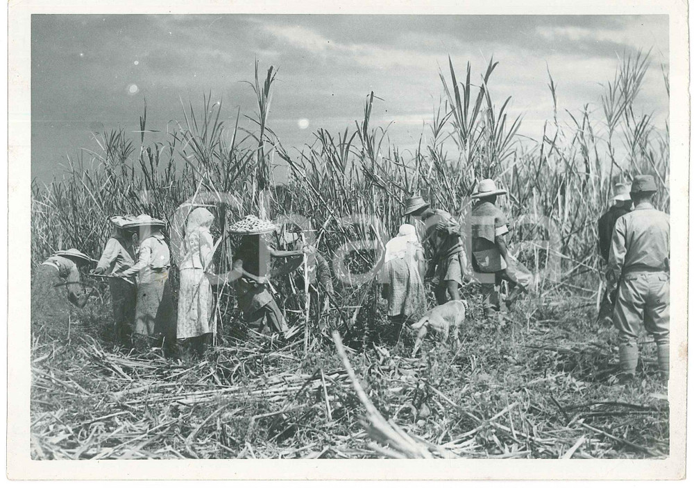 1940 ca JAPAN - AGRICULTURE - Peasants in a field - Photo 18x13 cm Fotografia originale d'epoca. GOOD/buono  Formato: 18x13 cm originale e autentica 1
