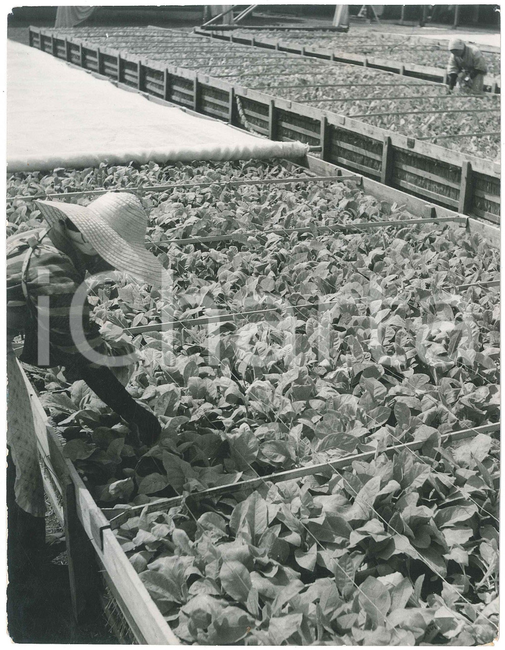 1940 ca JAPAN - HORTICULTURE - Women at work - VINTAGE Photo 17x22 cm Fotografia originale d'epoca. FAIR/discreto piccole piegature angolari, con minime mancanze dovute allo strappo dei fori di affissione Formato: 17x22 cm originale e autentica 1
