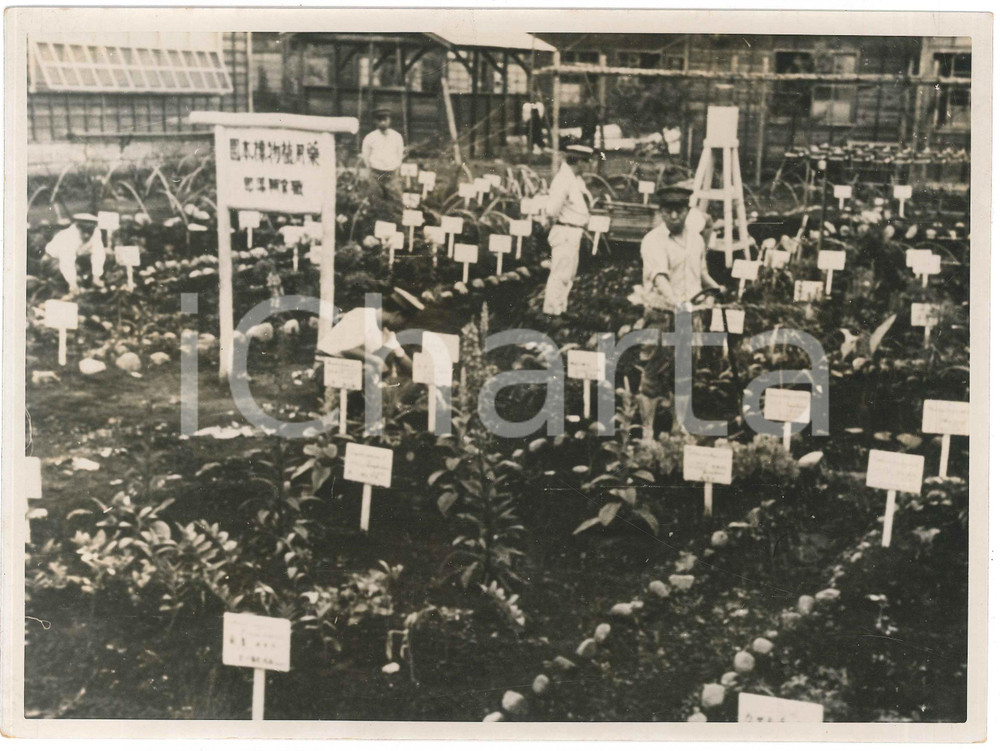 1940 ca JAPAN - Military hospital - Soldiers cultivating medicinal plants *Photo Fotografia originale d'epoca, con didascalia al verso. FAIR/discreto piegature angolari e difetti di stampa Formato: 24x18 cm originale e autentica 1