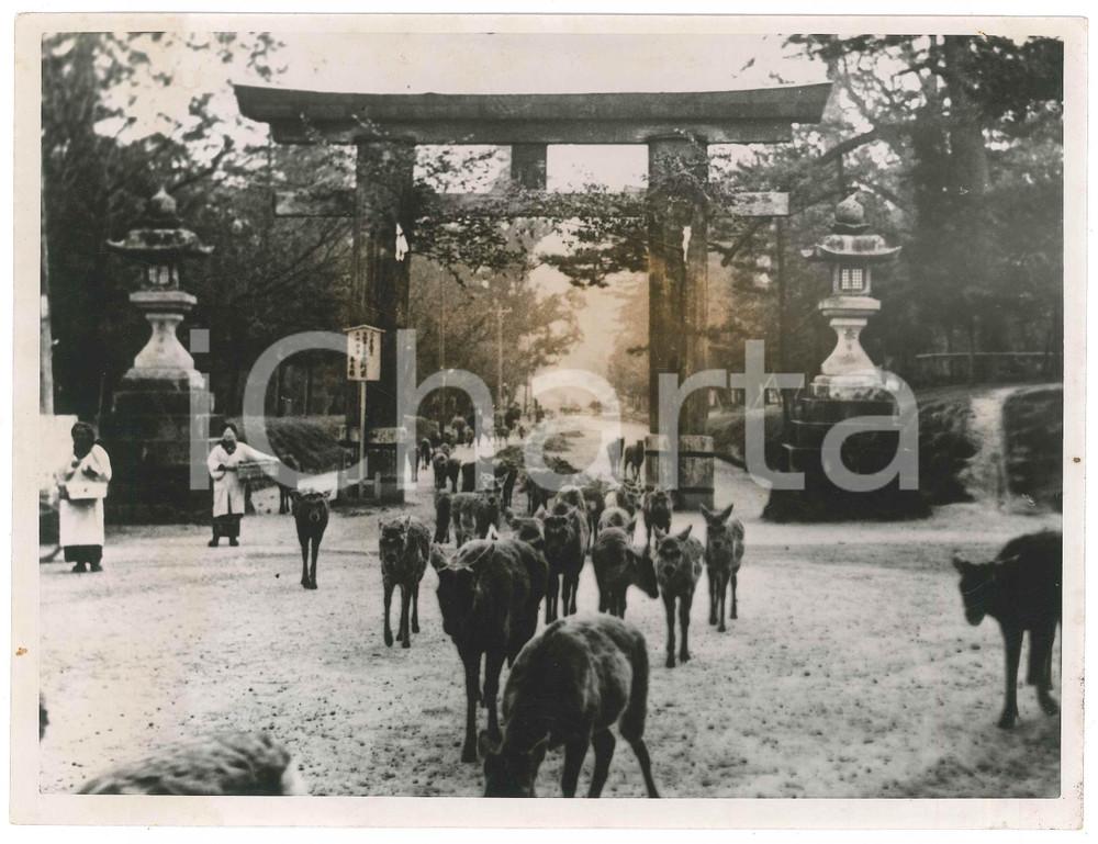 1940 ca JAPAN - NARA PARK - Sacred animals - Photo 24x18 cm Fotografia originale d'epoca, con didascalia al verso. FAIR/discreto lievi piegature; vasto alone centrale Formato: 24x18 cm originale e autentica 1