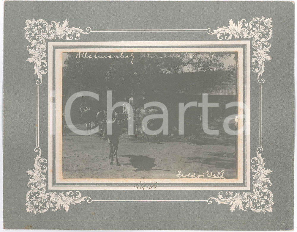 1910 Zsoldos ELEK - INDIA - Cattle in a yard - Photo 28x22 cm  Fotografia d'epoca, montata su cartoncino rigido, che reca didascalia originale e firma al negativo.FOTOGRAFO: Zsoldos Elek GOOD/buono  Formato: 28x22 cm originale e autentica 1