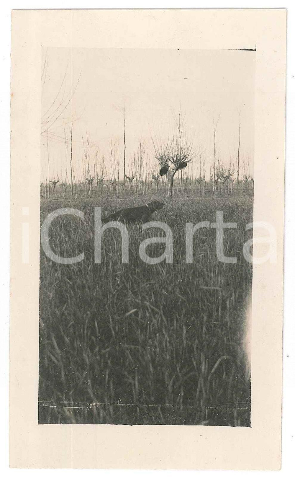 1925 ca BELGIO (?) Bracco tedesco KURZHAAR tra i gelsi - Fotografia anonima  Fotografia d'epoca in formato cartolina postale, non viaggiata. FAIR/discreto Lievi smussature agli angoli Formato: FP originale e autentica 1