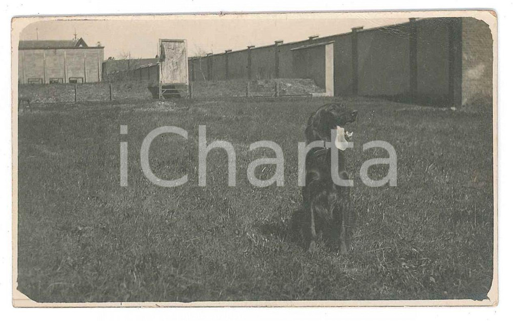 1920 ca BELGIO (?) Bracco tedesco KURZHAAR - Fotografia anonima 10x6 cm  Fotografia d'epoca. FAIR/discreto Lievi smussature agli angoli Formato: 10x6 cm originale e autentica 1
