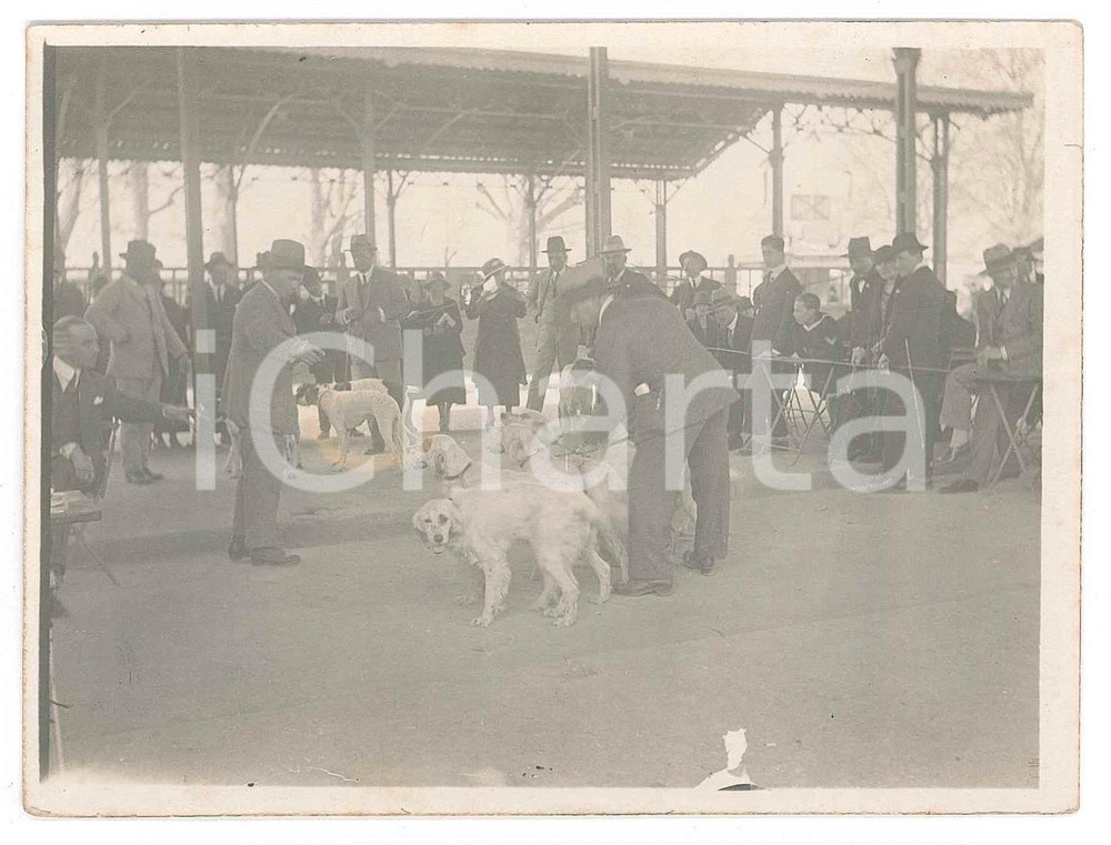 1920 ca BELGIO (?) Cinodromo - Preparazione corsa di cani - Fotografia anonima  Fotografia d'epoca. FAIR/discreto Lievi smussature agli angoli Formato: 11x9 cm originale e autentica 1