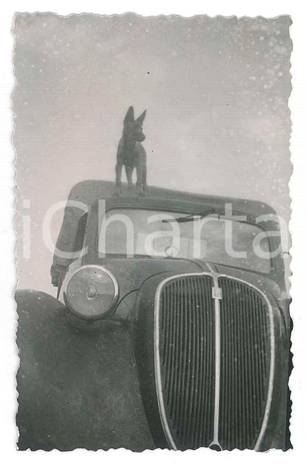 1940 ca ITALIA Cane sul tettuccio di una FIAT 500 TOPOLINO - Fotografia anonima Fotografia d'epoca. FAIR/discreto Lievi smussature Formato: 5x8 cm originale e autentica 1