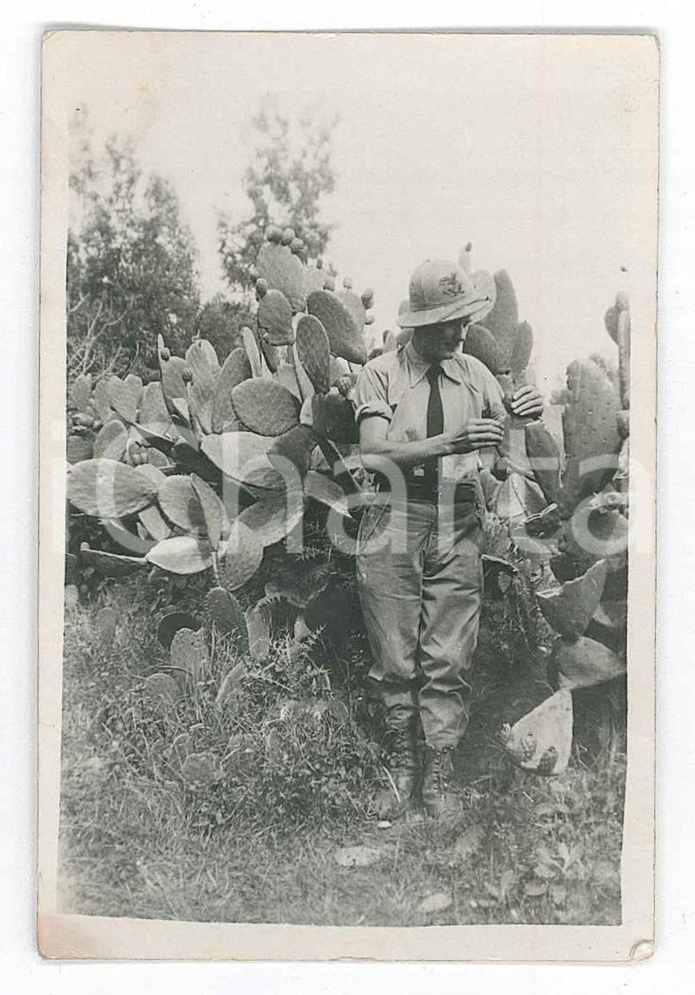 1936 AFRICA ORIENTALE ITALIANA Colono tra i fichi d'india - Foto 6x9 cm Fotografia originale d'epoca. GOOD/buono  Formato: 6x9 cm originale e autentica 1