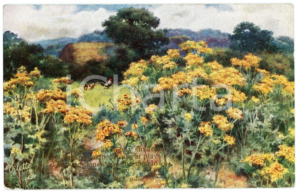 1920 ca FRAGRANT MEADOWS Rooster and hens in a flowery field  Postcard n. 9613  Cartolina postale d'epoca, non viaggiata. FAIR/discreto Smussature e piegature agli angoli Formato: FP originale e autentica 1
