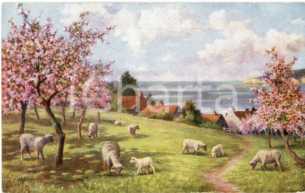 1920 ca JOYOUS SPRING Sheeps and cherry blossoms ILLUSTRATED Postcard n.9918  Cartolina postale d'epoca, non viaggiata.EDITORE: Raphael Tuck &amp; Sons FAIR/discreto Smussature agli angoli Formato: FP originale e autentica 1