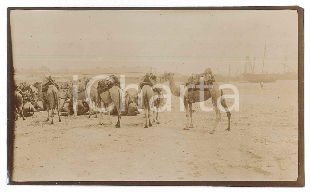 1906 ERITREA ITALIANA - Carovana di cammelli al porto - Foto 15x9 cm  Fotografia d'epoca. GOOD/buono minima mancanza angolare Formato: 15x9 cm originale e autentica 1