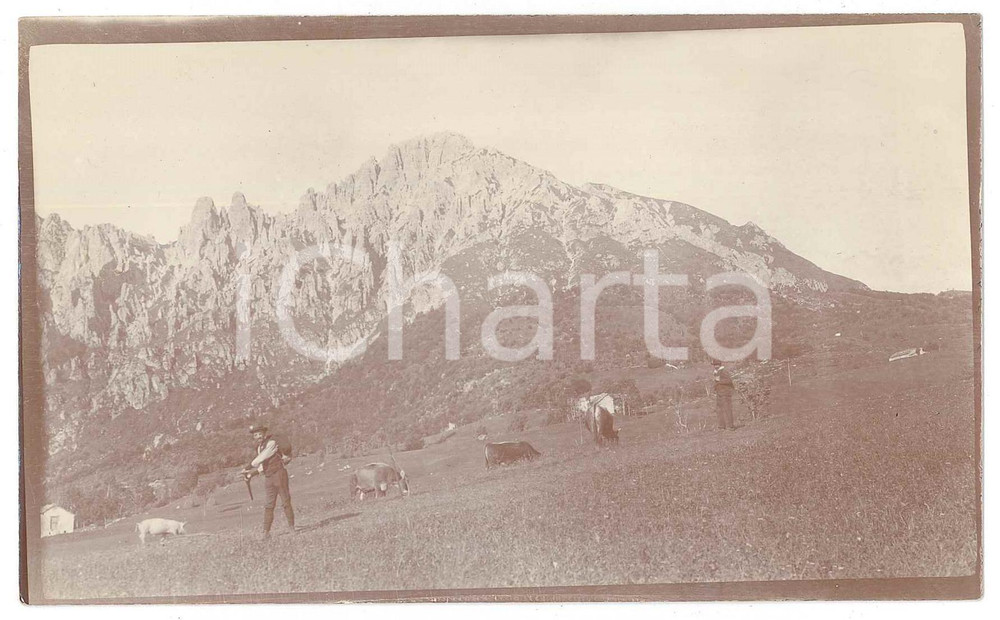 1905 ca LOMBARDIA - ALPI - Pascolo di montagna - Foto VINTAGE ANIMATA 14x8 cm  Fotografia d'epoca. GOOD/buono  Formato: 14x8 cm originale e autentica 1