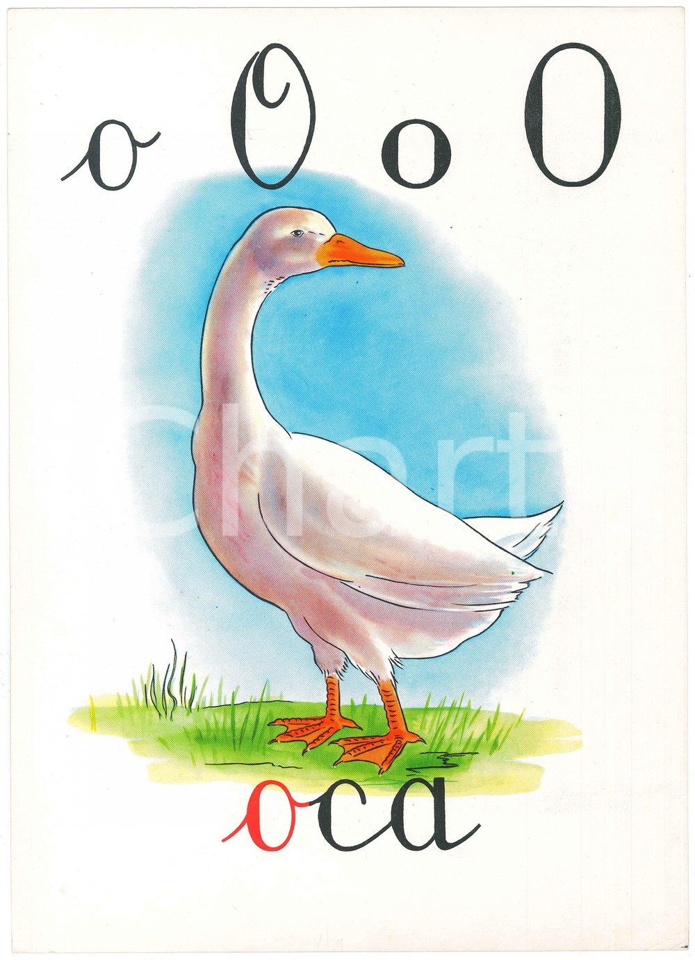 1955 ca ABBECEDARIO Alfabeto murale illustrato - O di Oca - 24x34 cm  Alfabeto murale illustrato, su cartoncino.Editrice La Scuola - Brescia FAIR/discreto Lievi smussature agli angoli Formato: 24x34 originale e autentica 1