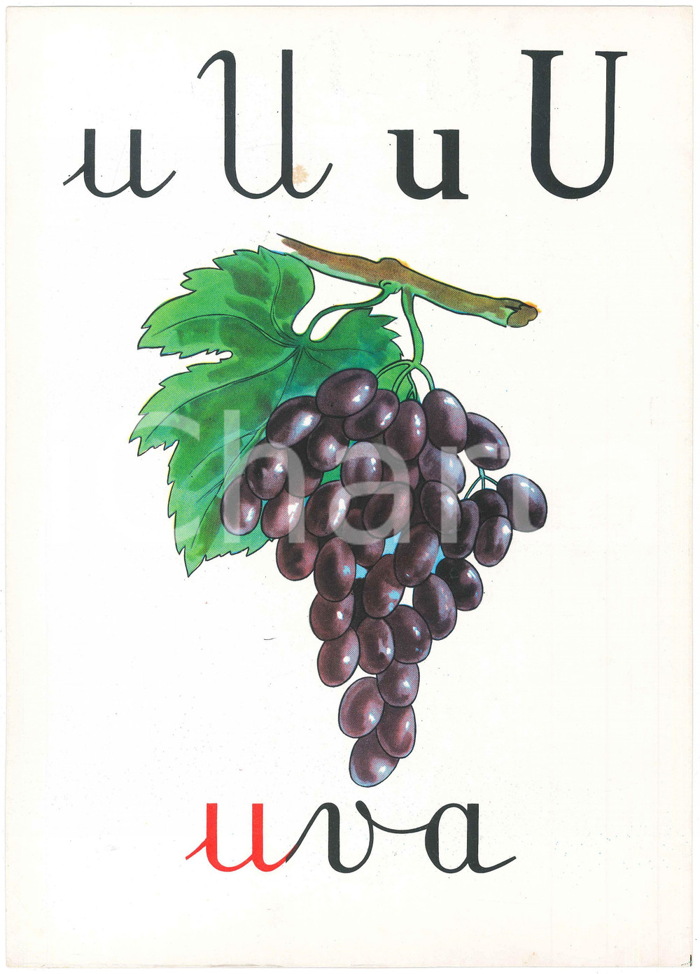 1955 ca ABBECEDARIO Alfabeto murale illustrato - U di Uva - 24x34 cm  Alfabeto murale illustrato, su cartoncino.Editrice La Scuola - Brescia FAIR/discreto Lievi smussature agli angoli Formato: 24x34 originale e autentica 1