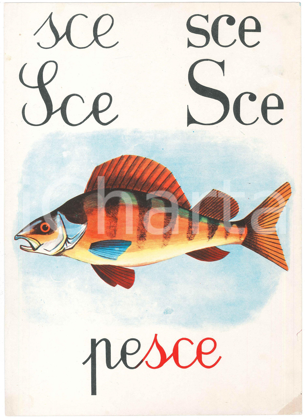 1955 ca ABBECEDARIO Alfabeto murale illustrato - SCE di Pesce - 24x34 cm  Alfabeto murale illustrato, su cartoncino.Editrice La Scuola - Brescia FAIR/discreto Lievi smussature e piegature agli angoli Formato: 24x34 originale e autentica 1