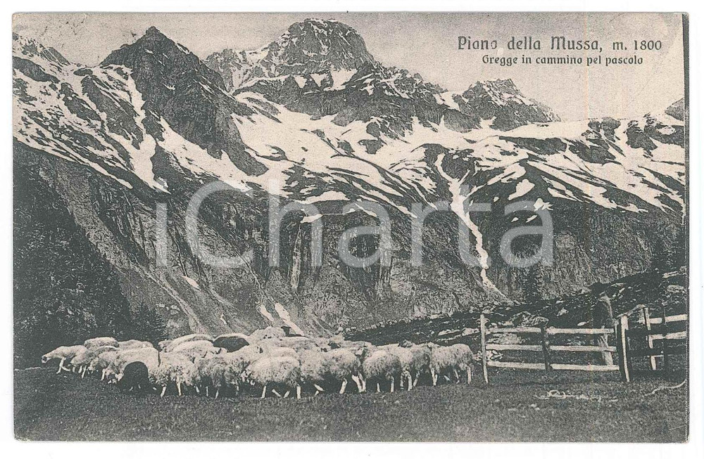 1914 PIAN DELLA MUSSA (TO) Gregge in cammino pel pascolo *Cartolina FP VG