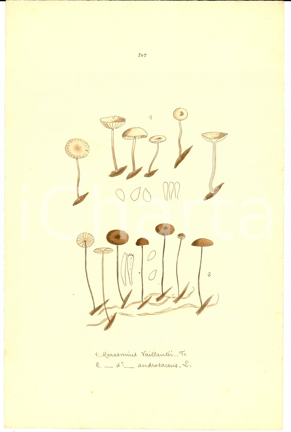 Stampa, bozzetto originale 1890 ca Stampa botanica Marasmius Vaillantis e Androsaceus ACQUERELLATA 1