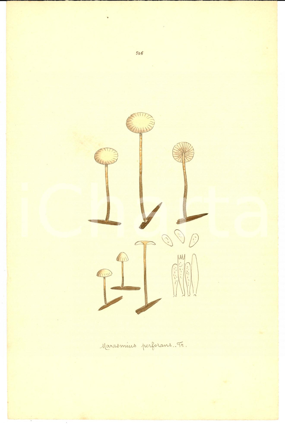 Stampa, bozzetto originale 1890 ca Stampa botanica Marasmius perforans ACQUERELLATA 1