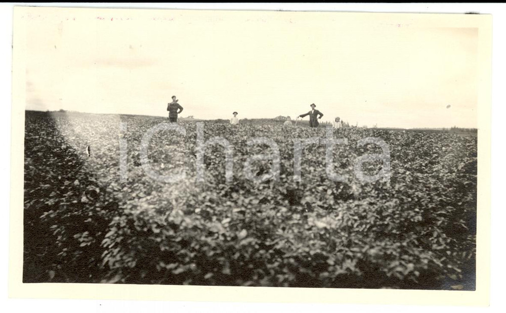 Fotografia d epoca originale 1912 HODGDON ME, USA Potato field on farm of E. BETTS 1