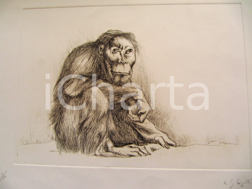 Opera d’arte autentica 1980 Giovanni CAPPELLI Disegno scimmia China 1/60 1