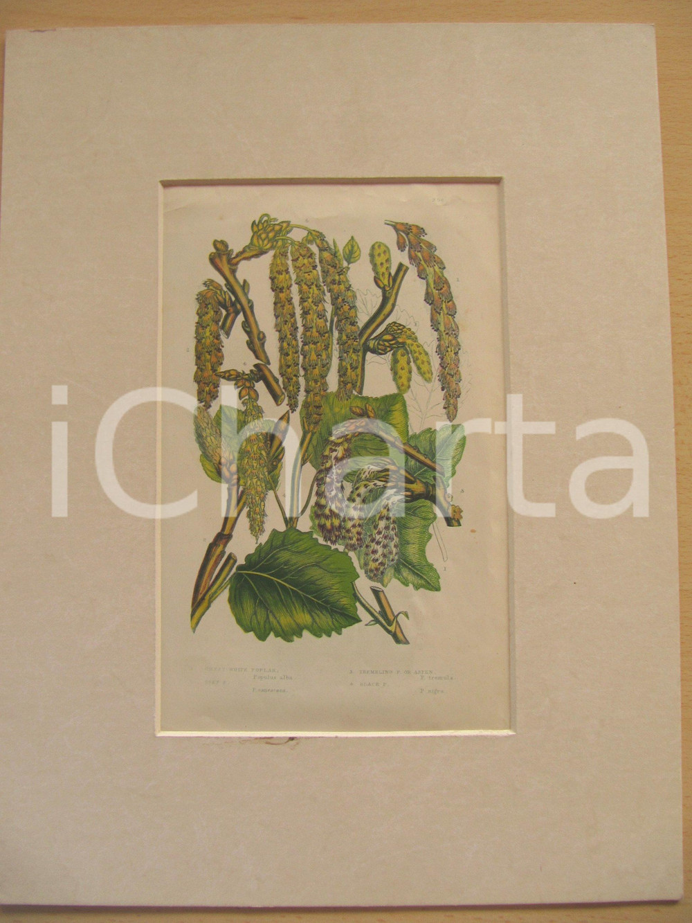 Stampa, bozzetto originale 1884 ANN PRATT Great white poplar Acquerellata a mano 1