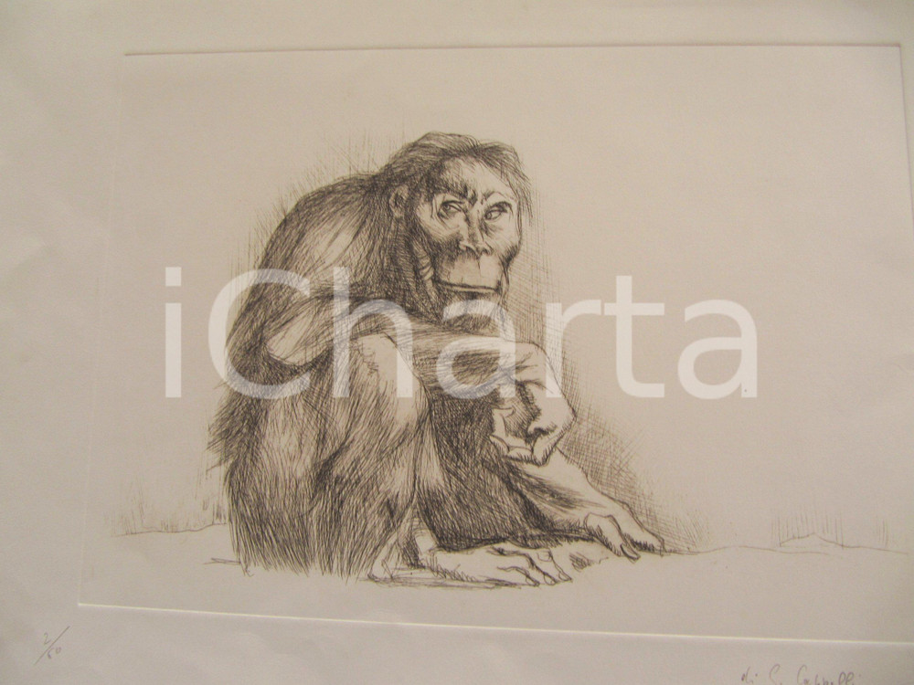 Opera d’arte autentica 1980 Giovanni CAPPELLI Scimmia seduta Inc. seriale 2/60 AUTOGRAFO 1
