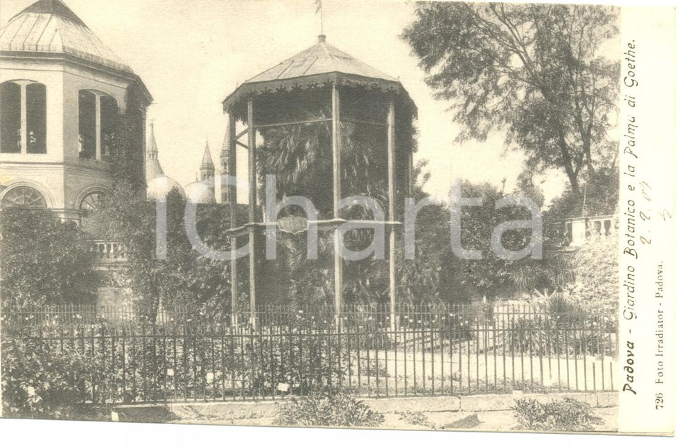 Cartolina originale da collezione 1907 PADOVA Giardino Botanico Palma GOETHE Cartolina Olga TEMPINI FP VG 1